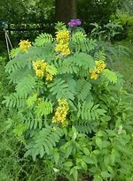 Image result for Senna Plant Pics