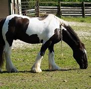 Image result for Most Beautiful Gypsy Horse