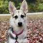 Image result for German Shepherd Mixed Breeds