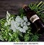 Image result for Hemlock Pics