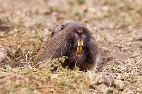 Image result for Pictures of Gophers