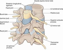 Image result for Lumbar Spine Anatomical Landmarks