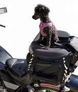 Image result for Motorcycle Dog Carrier Seat