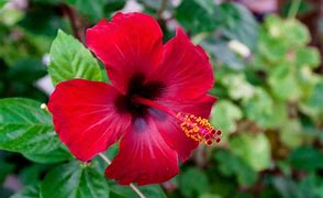 Image result for Brown Hare Red Flower