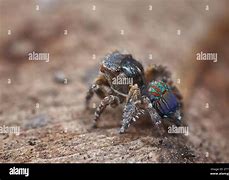 Image result for Maratus Fletcheri