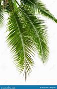 Image result for Coconut Leaf Kites