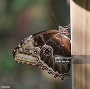 Image result for Butterfly with Wings Closed