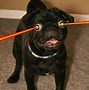 Image result for Pug Sayings