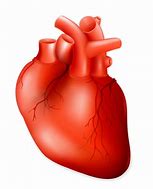 Image result for Real Heart Clip Art