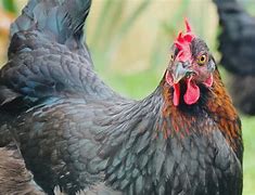 Image result for Blue Chicken Breeds With