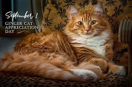 Image result for Happy Ginger Cat