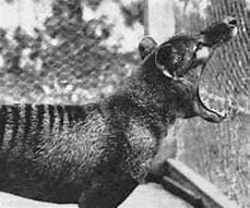 Image result for Tasmanian Tiger Teeth