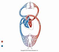 Image result for Circulatory System Labeled