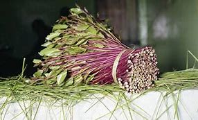 Image result for Miraa Plant