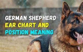 Image result for German Shephard Ear