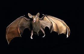 Image result for Vampire Bat