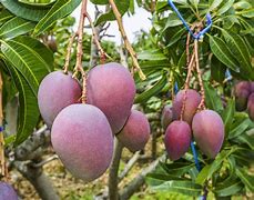 Image result for Indoor Fruit Trees