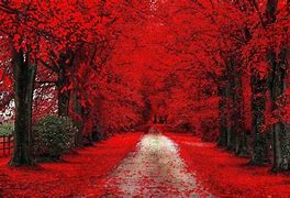 Image result for Fall Wood Path Dirt