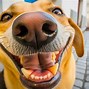 Image result for March Dog Smiles Images