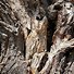 Image result for Animal Camouflage Art