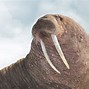 Image result for Ocean Mammals Animals