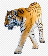 Image result for Cute Tiger Illustration No Background