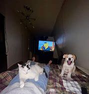 Image result for Sus Cat and Dog