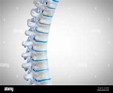 Image result for Human Spine Illustration