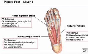 Image result for Foot Anatomy Plantar Arch