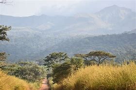 Image result for Mount Nimba Strict Nature Reserve