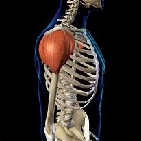 Image result for Shoulder Deltoid Anatomy