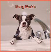 Image result for Dog Bath