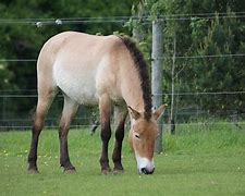 Image result for Marwell Zoo