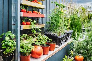 Image result for Urban Gardening Balkon