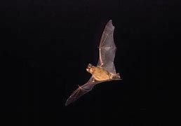 Image result for Mexican Free-Tailed Bat Photo