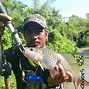 Image result for Tong Ikan Kecik