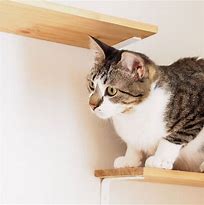 Image result for DIY Cat Furniture