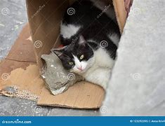 Image result for Sad Homeless Cat