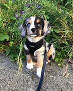 Image result for Aussie Mix Puppies