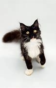 Image result for maine coon cat kitten