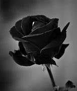 Image result for Black Rose Pic