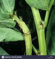 Image result for Ditylenchus Dipsaci