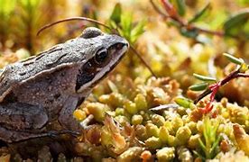 Image result for Peat Bog Berm