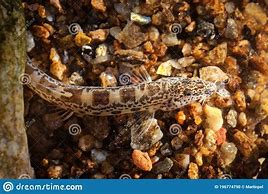 Image result for Cobitidae