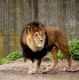 Image result for male lion cub names