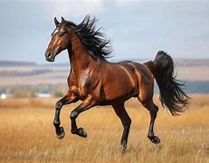 Image result for Baby Horse Running