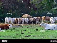 Image result for Cattle Herd