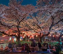 Image result for Ueno Park Hanami