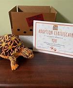 Image result for Pet Three Toed Box Turtle