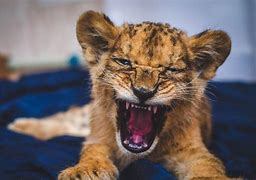 Image result for Lion Cub Roar